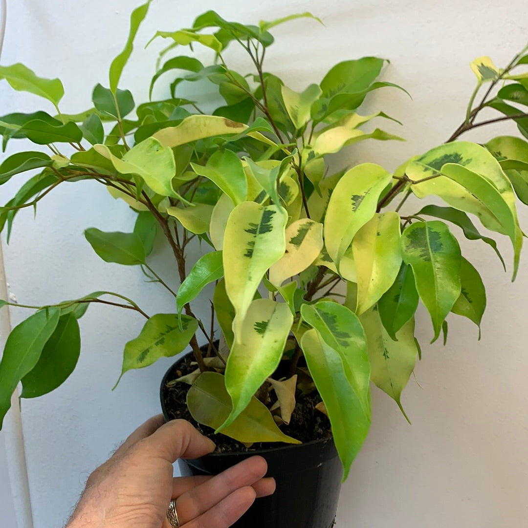Ficus benjamina 'Neon"'
