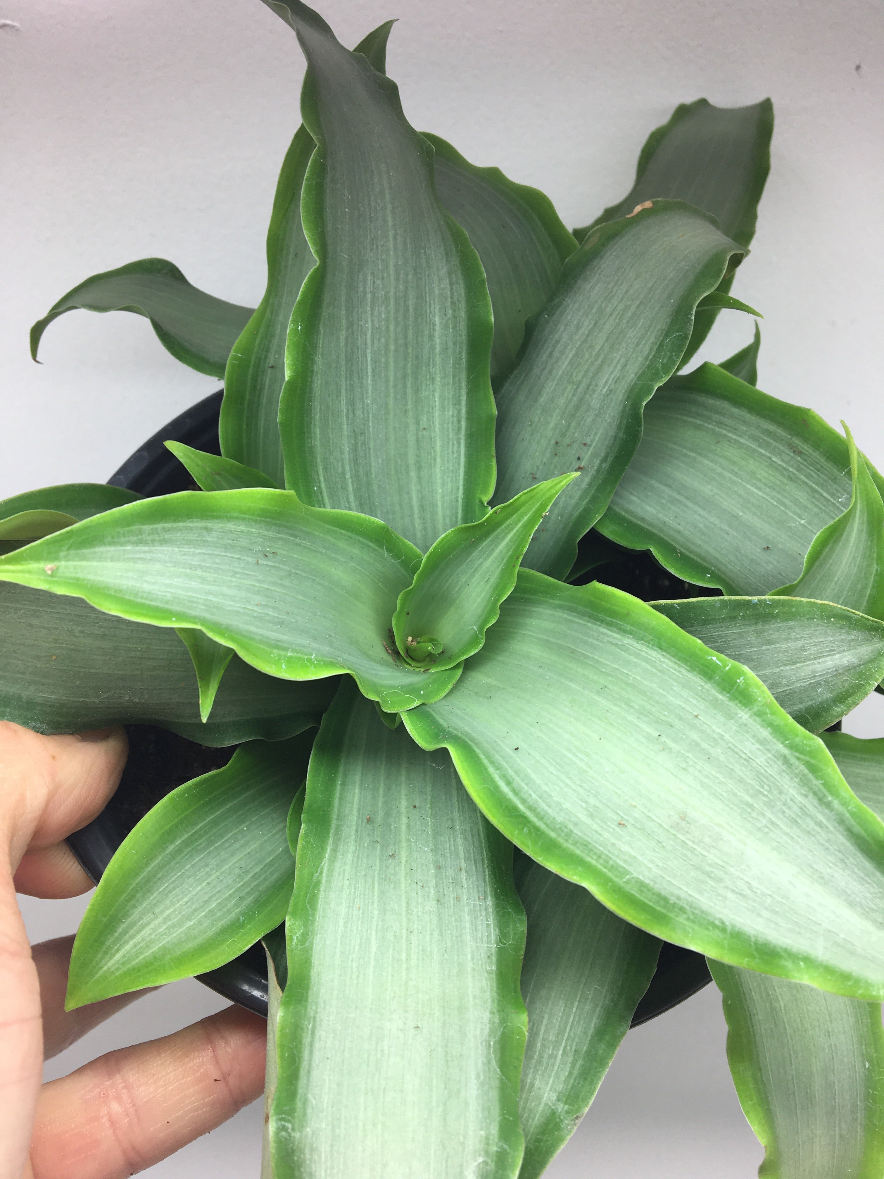Tradescantia 'Spathacea argentée'
