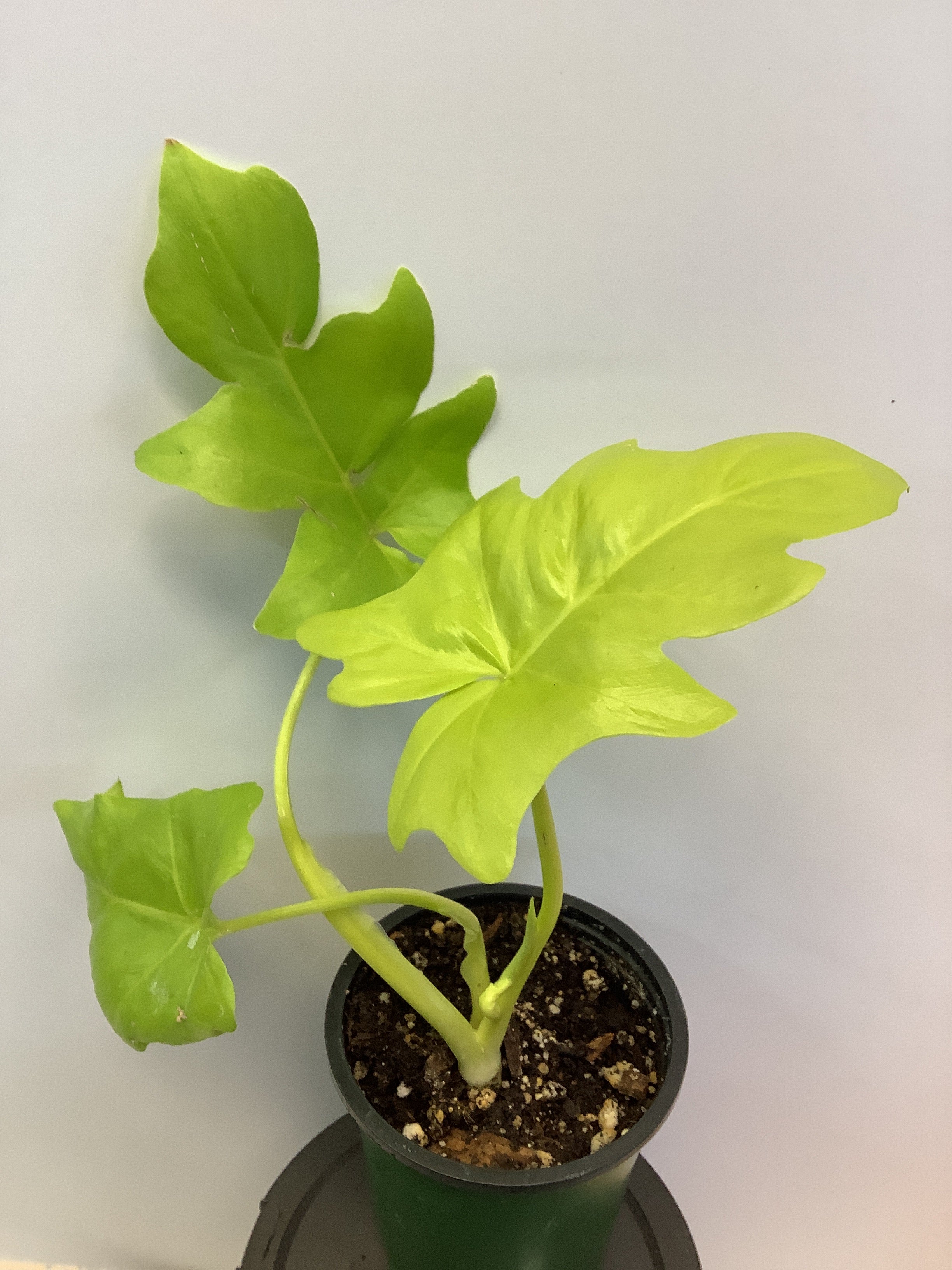 Philodendron bipinnatifidum Gold