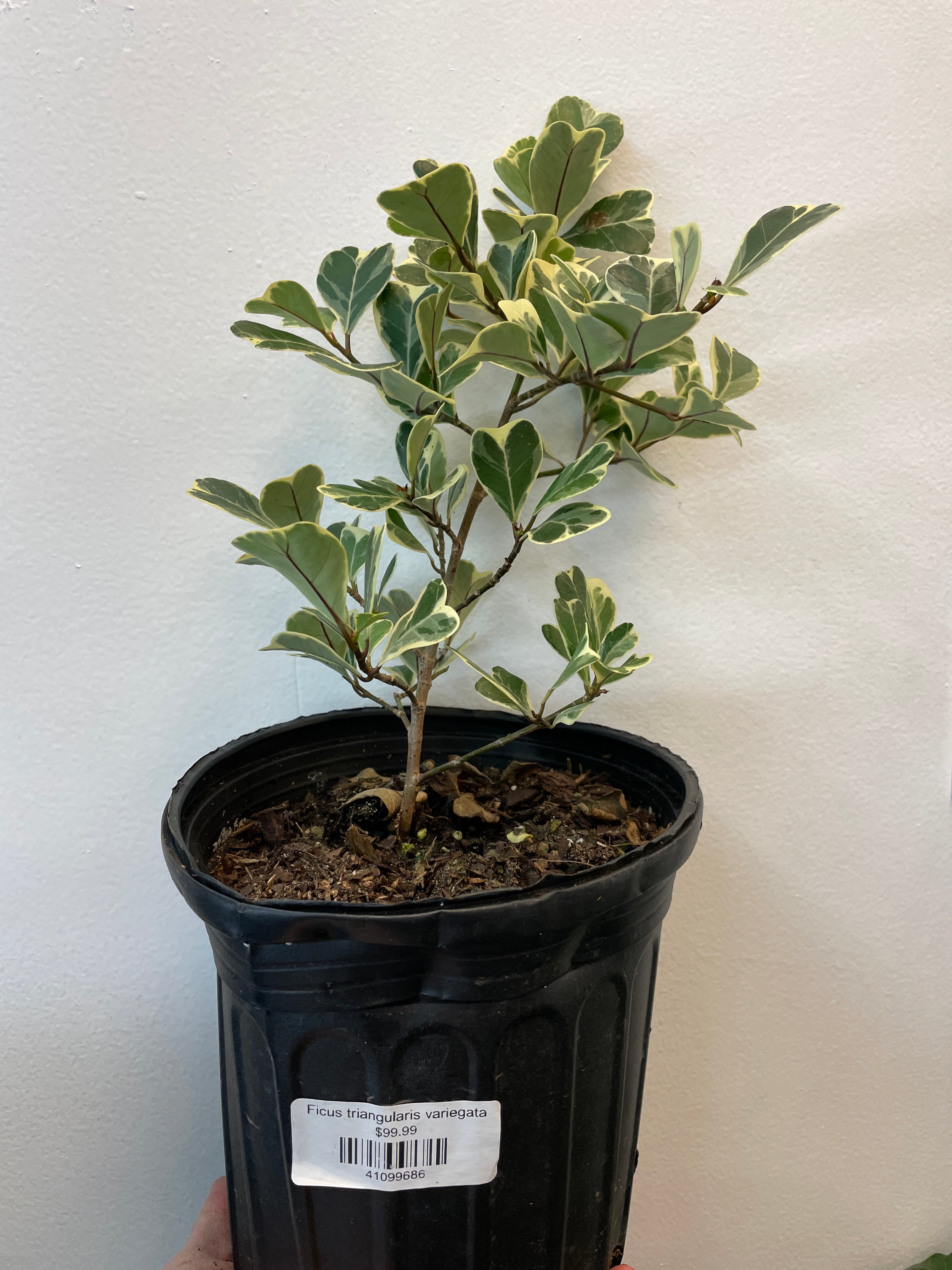 Ficus triangulaire 'Variegata'
