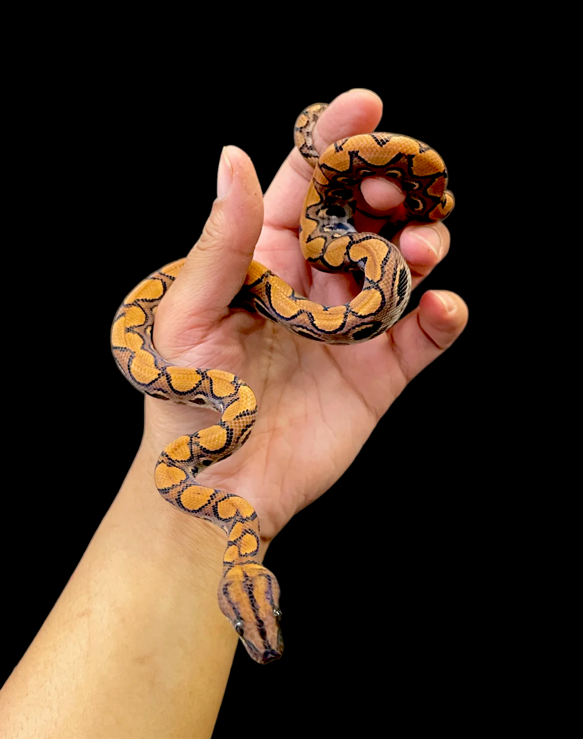 Brazilian Rainbow Boa CBB