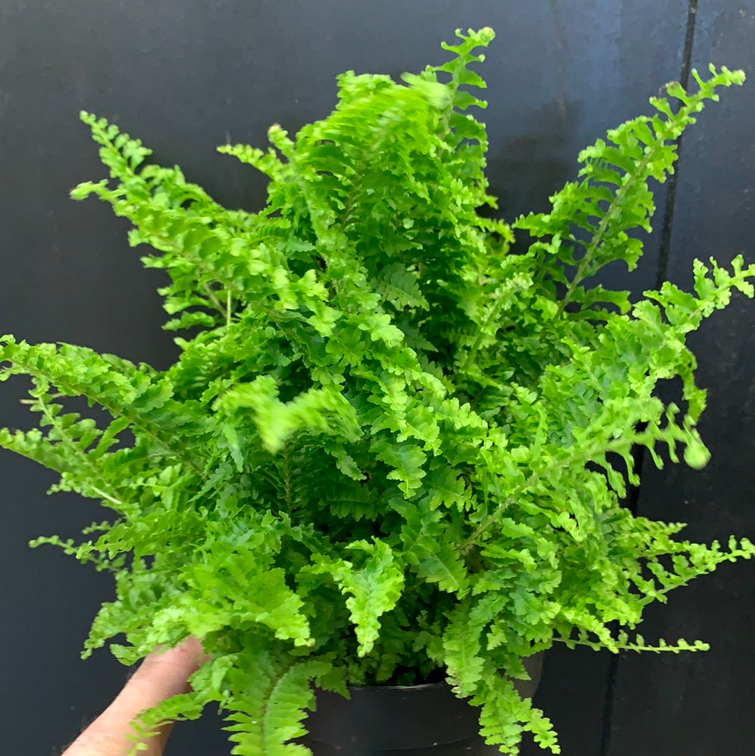 Boston Fern Fluffy Ruffles