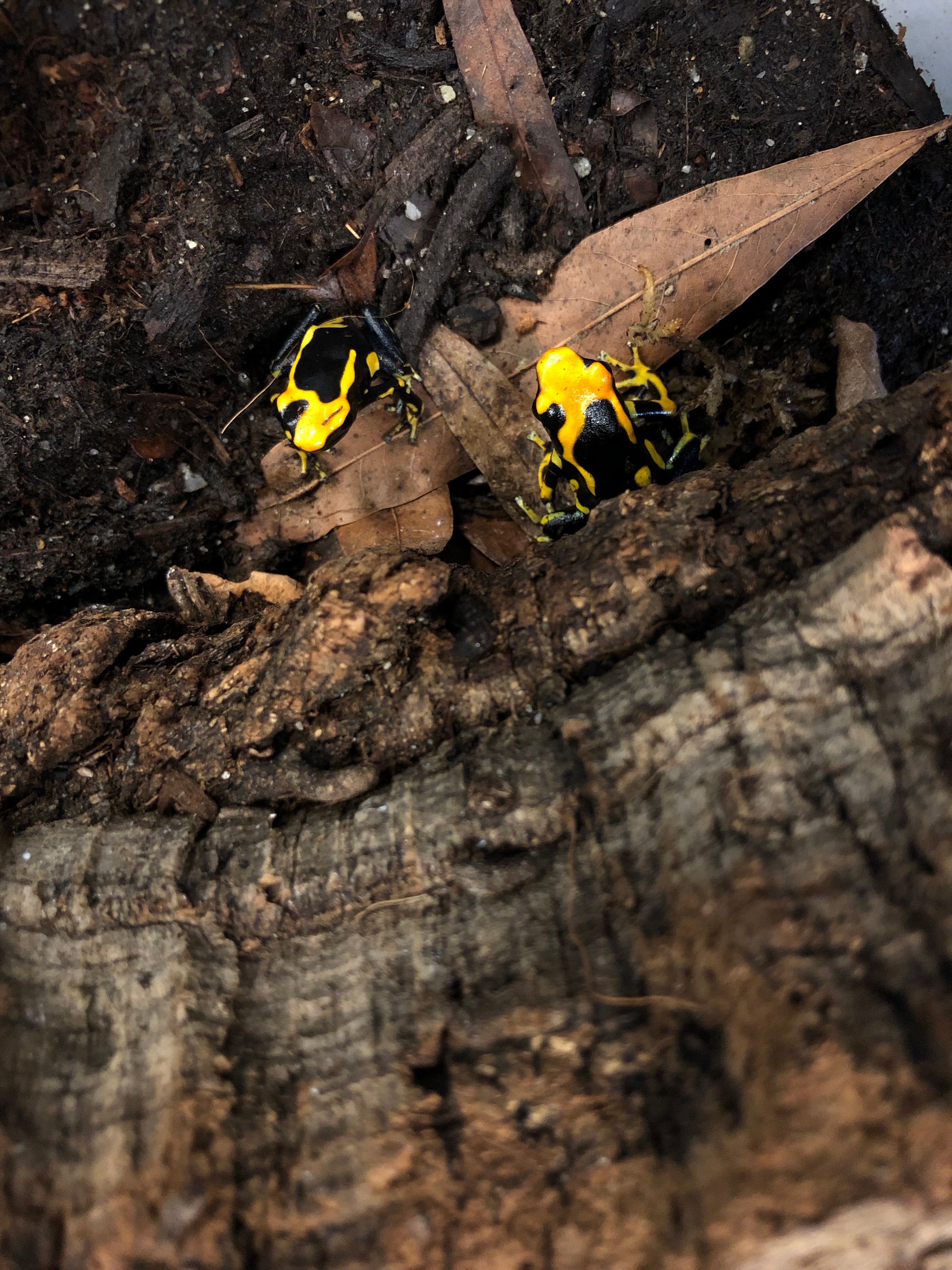 Dendrobates tinctorius 'Alanis' CBB