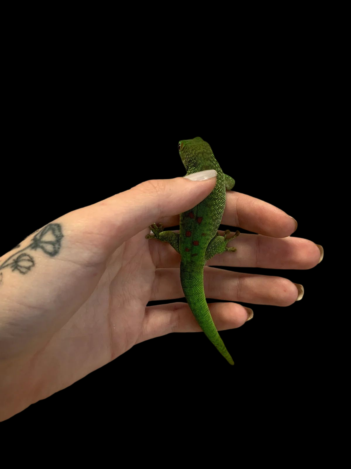 Giant Day Gecko (Copy)