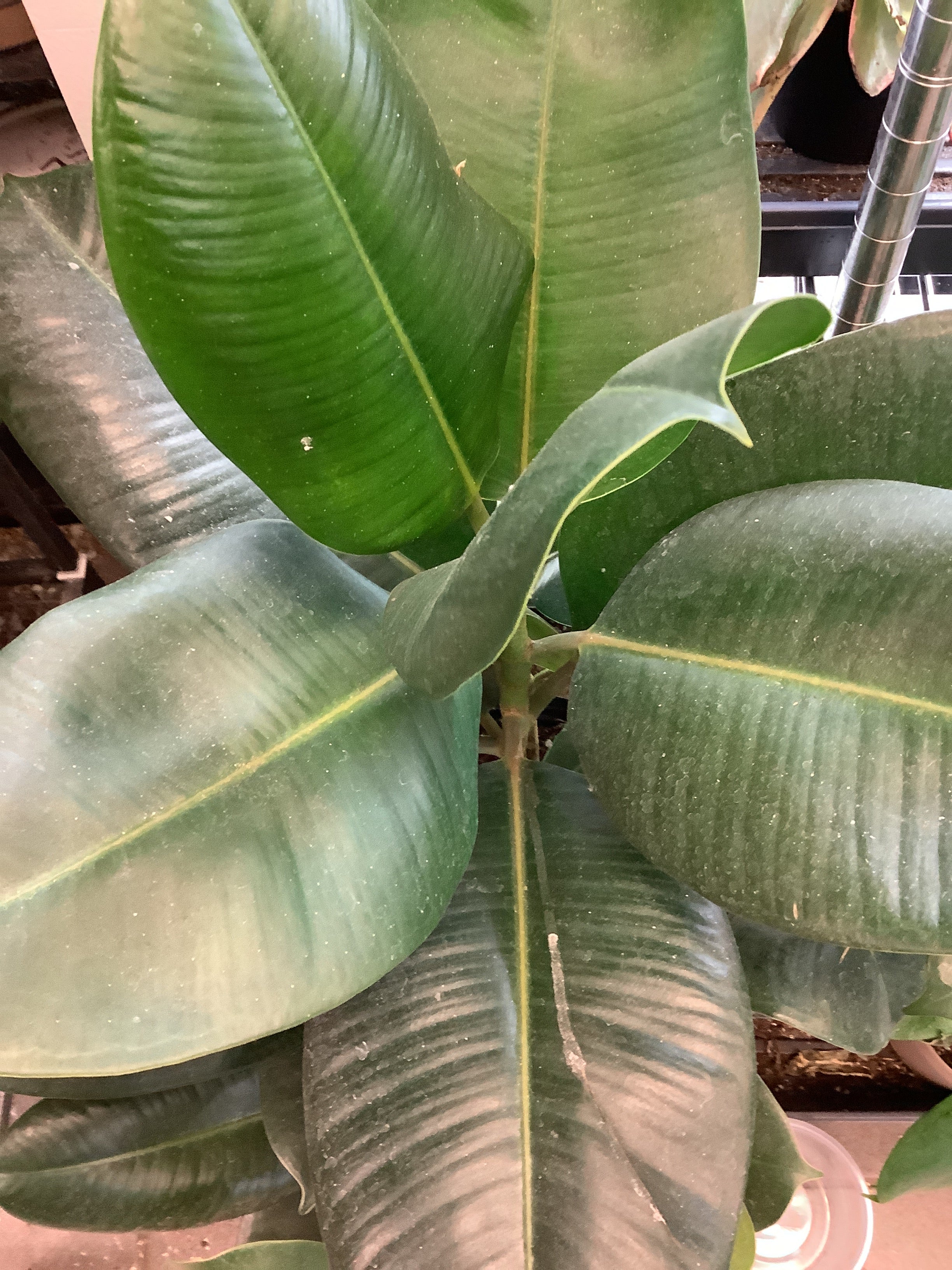 Ficus elastica 'Robusta