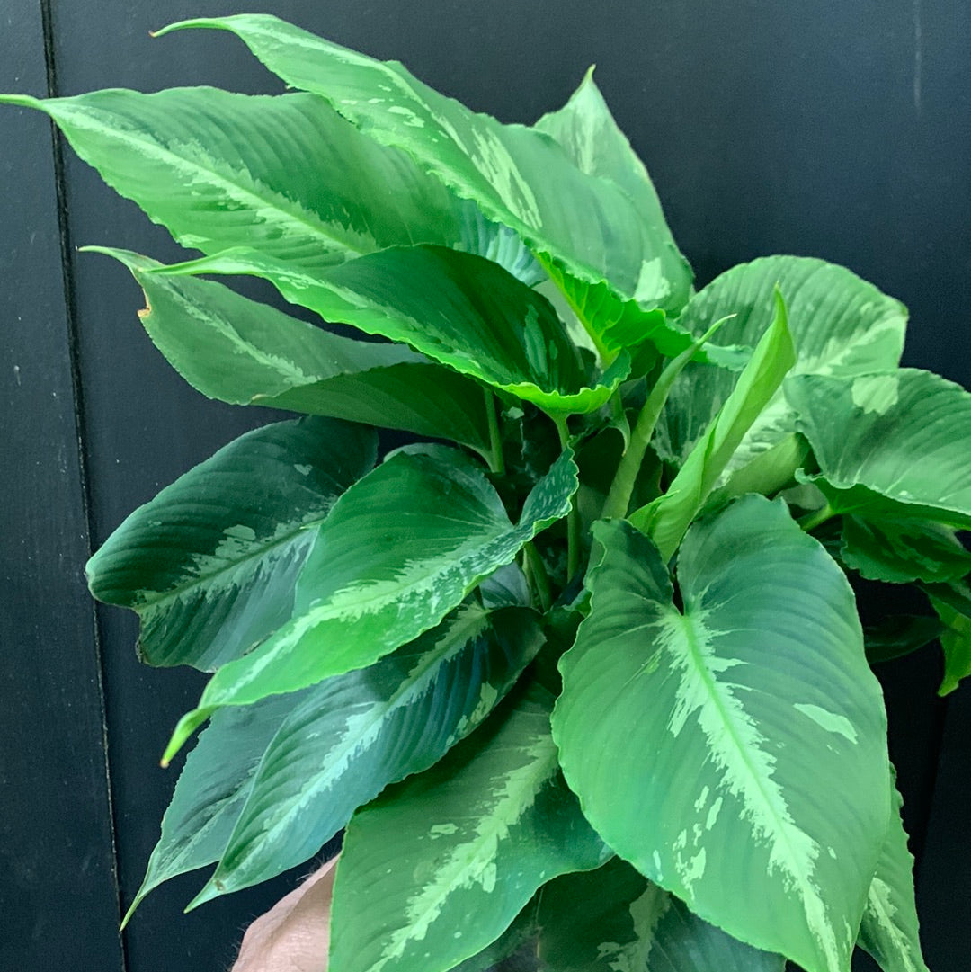 Schismatoglottis wallichii panaché