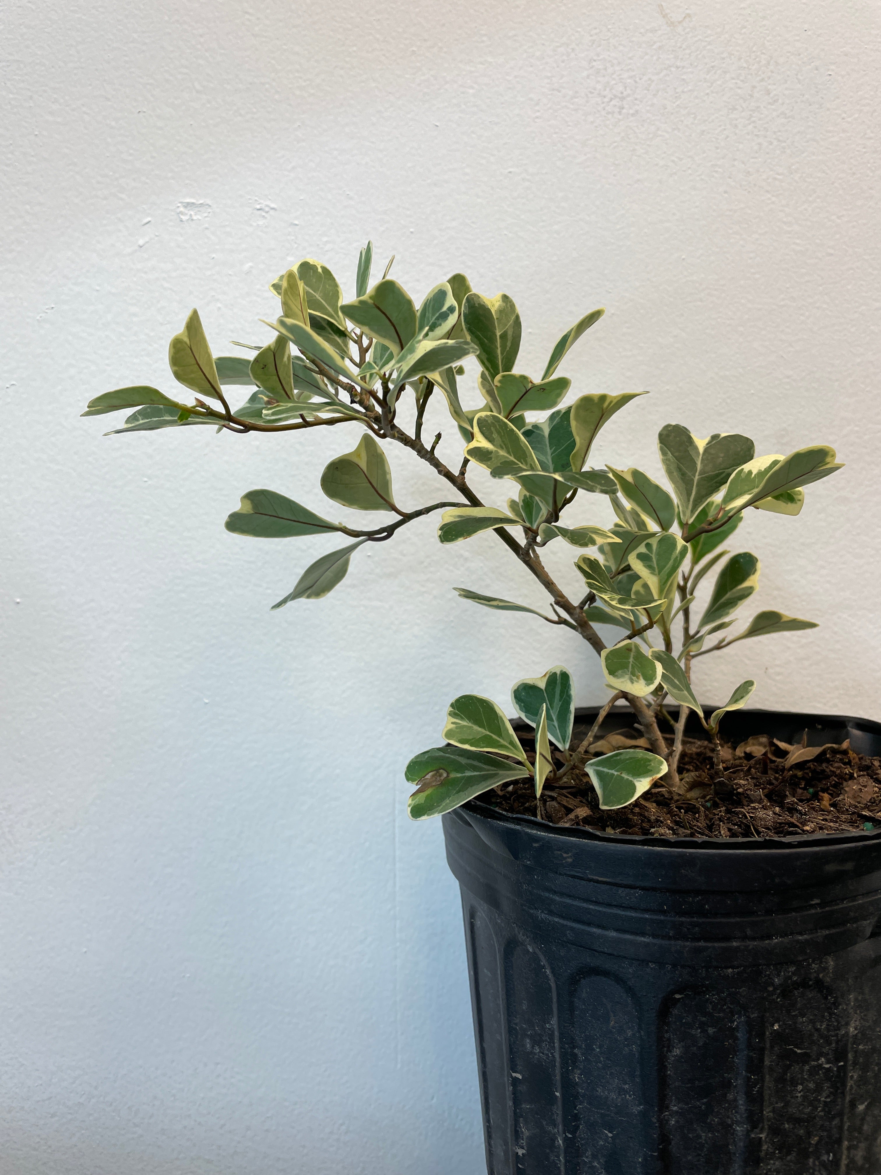 Ficus triangulaire 'Variegata'