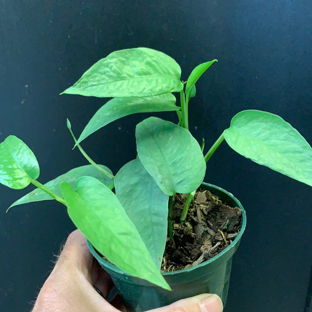 Pothos bleu de Cebu