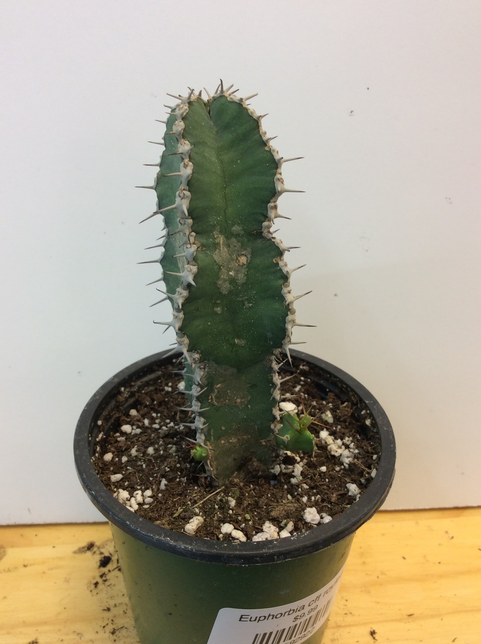 Euphorbia cff royleana