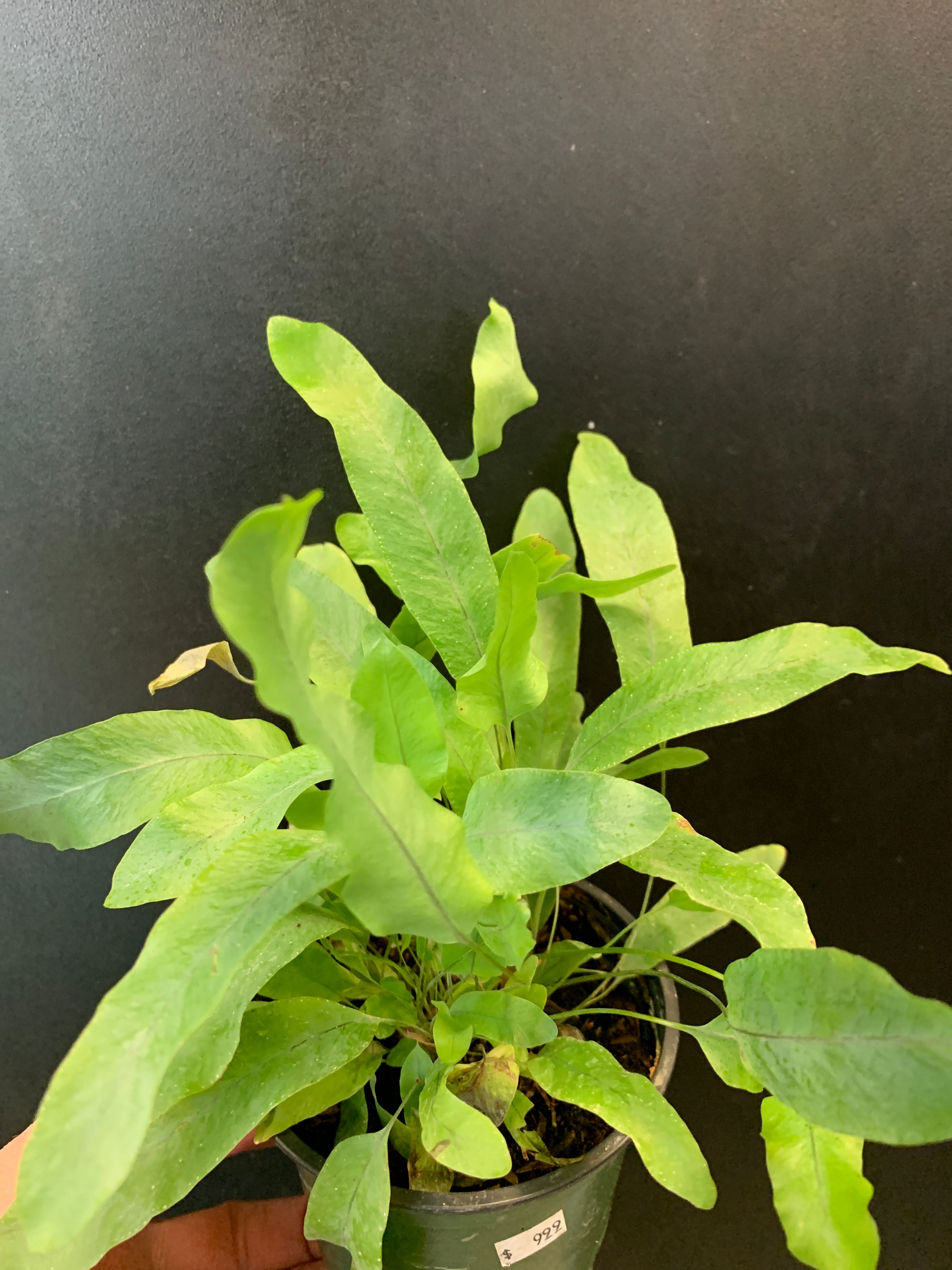 Fougère étoile bleue