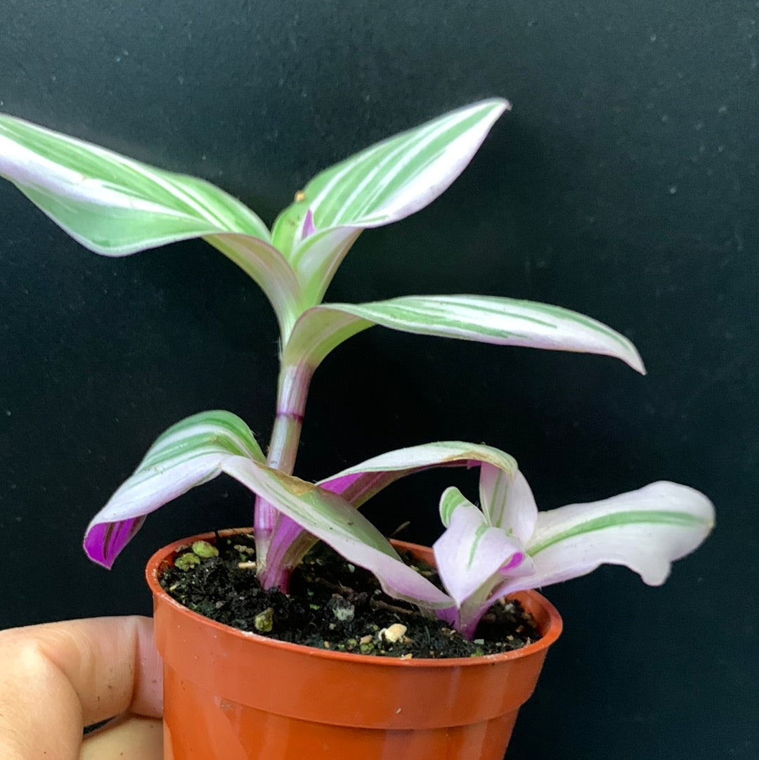 Tradescantia Bubble Gum