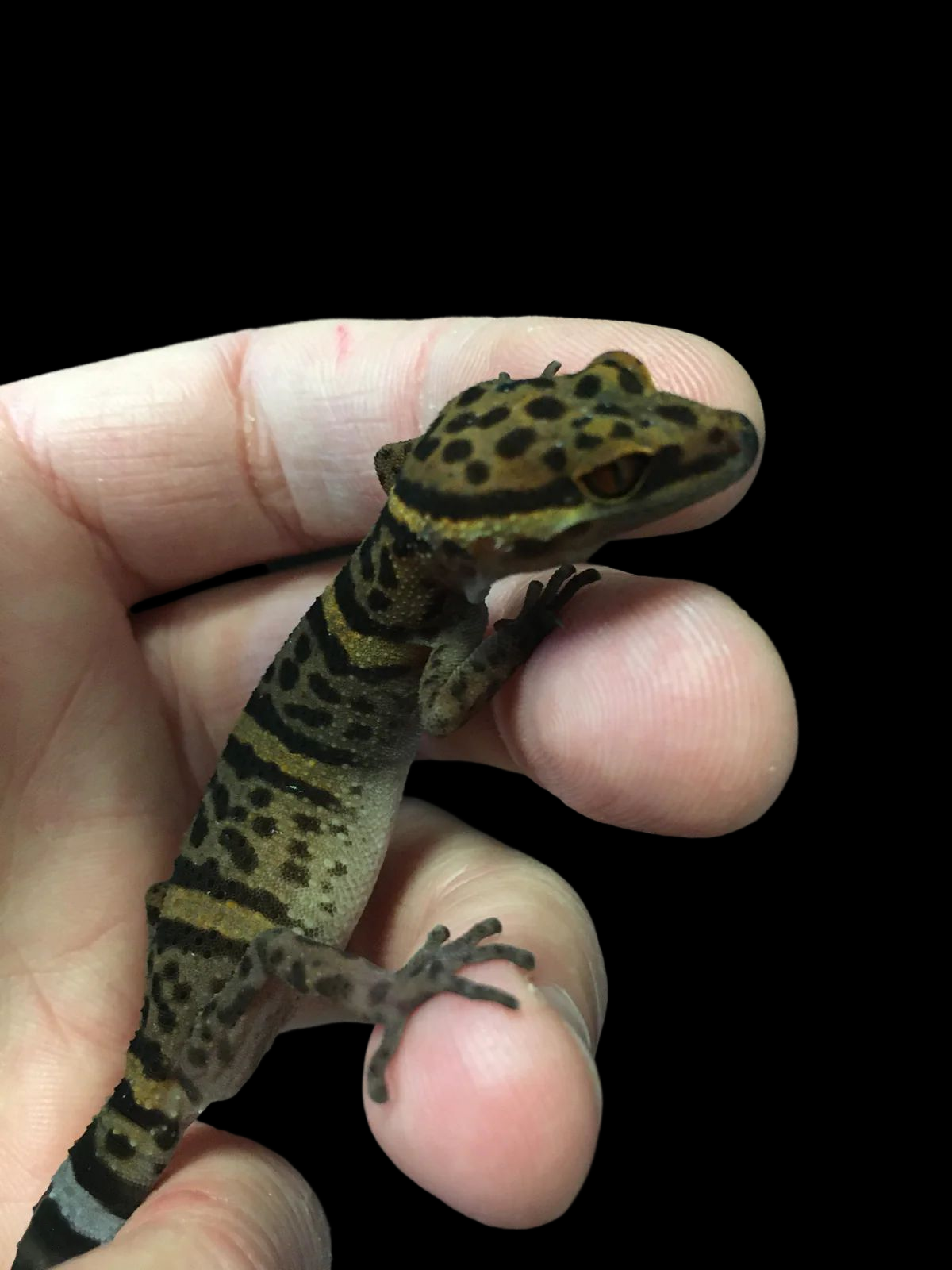 Gecko des grottes de Bawangling (Goniurosaurus bawanglingensis) CBB