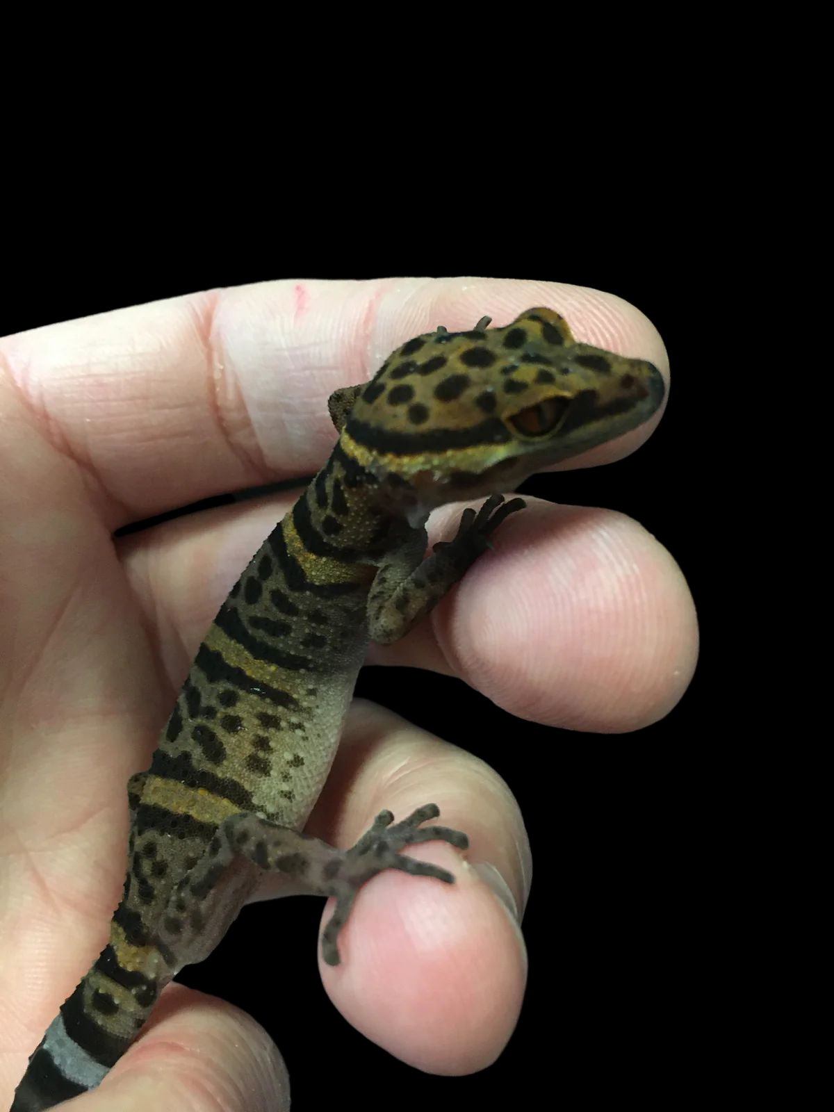 Bawangling Cave Gecko (Goniurosaurus bawanglingensis) CBB