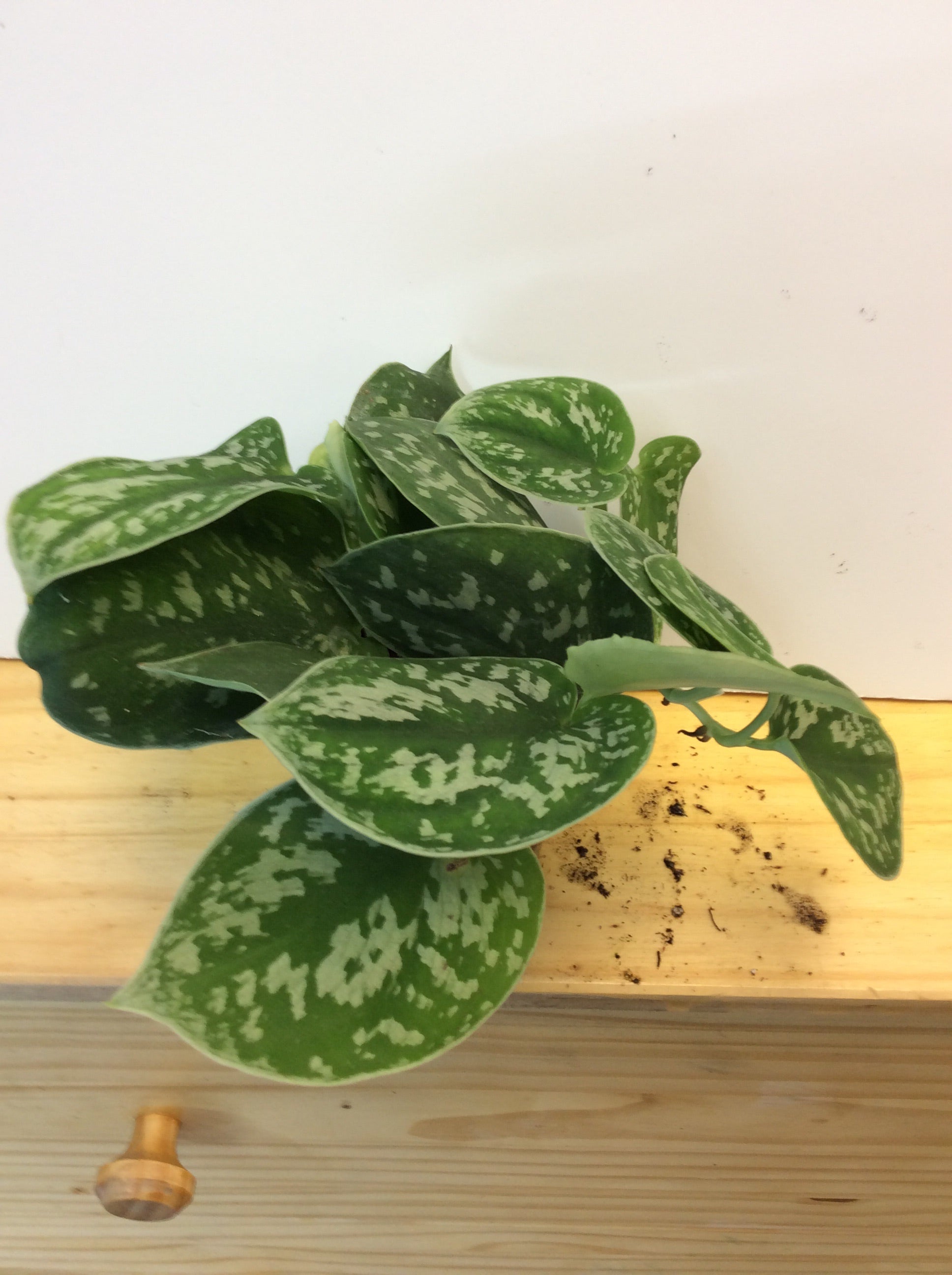 Pothos satiné argenté