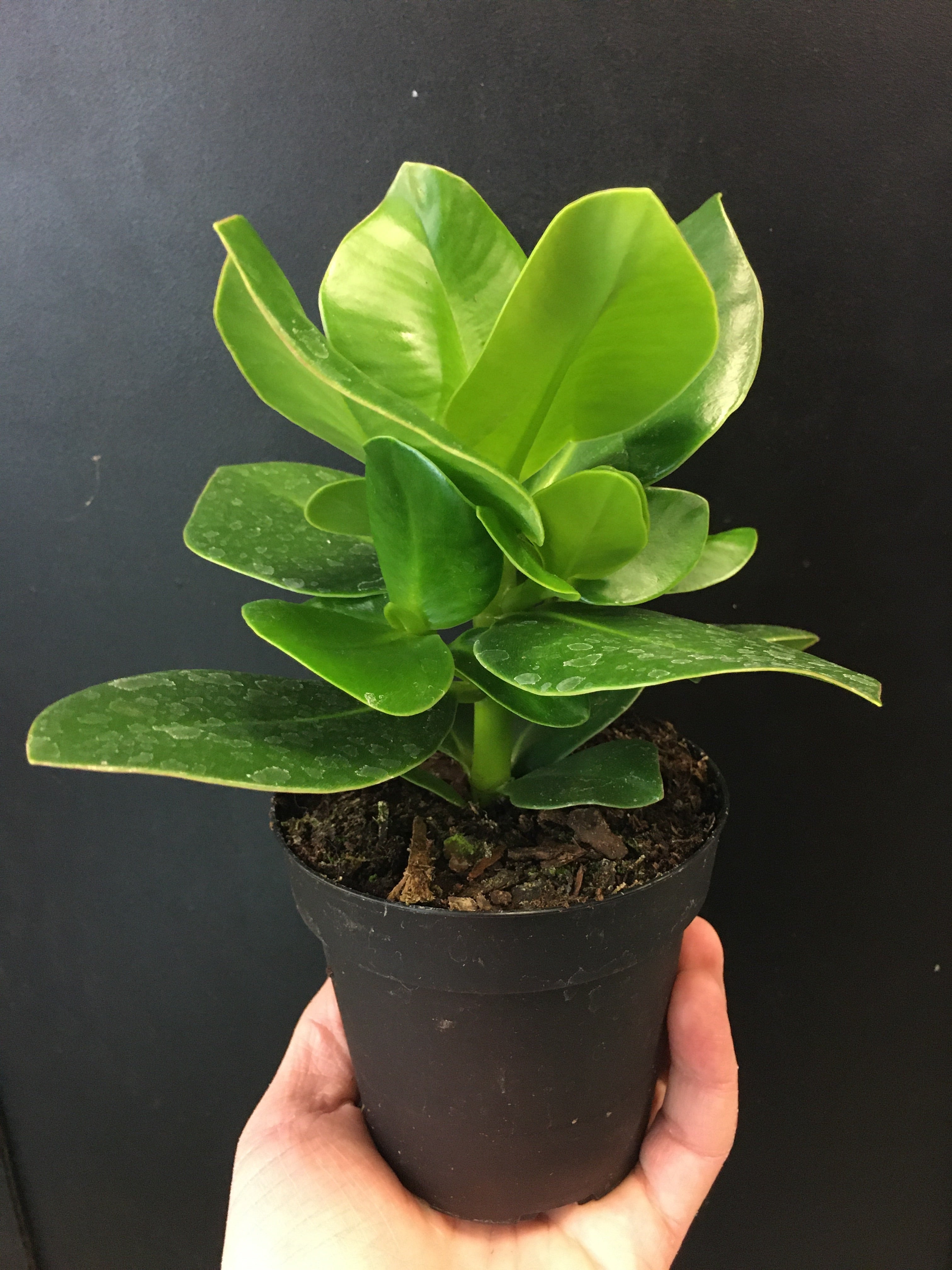 Clusia rosea 'Princesse'