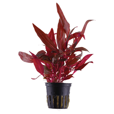 Tropica Alternanthera reineckii Rosanervig - Potted