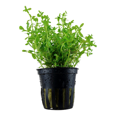 Tropica Rotala sp Vert