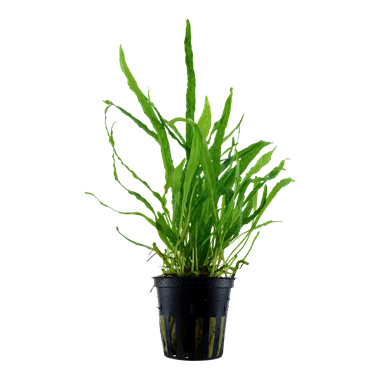 Tropica Microsorum pteropus 'Étroit'