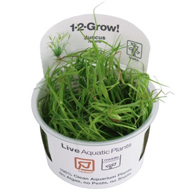 Tropica Juncus repens 1-2-Grow