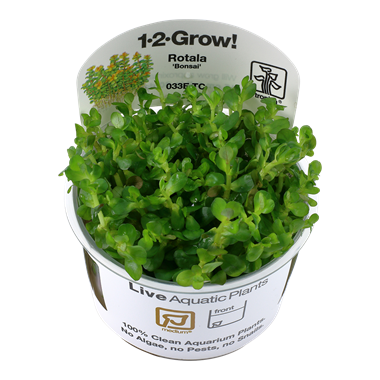 Tropica Rotala indica 'Bonsai' 1-2-Grow