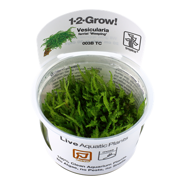 Tropica Vesicularia ferriei Mousse pleureuse 1-2-Grow