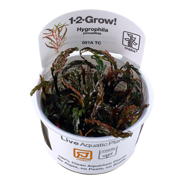 Tropica Hygrophila pinnatifida 1-2-Grow