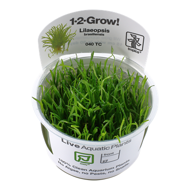 Tropica Lilaeopsis brasiliensis 1-2-Grow