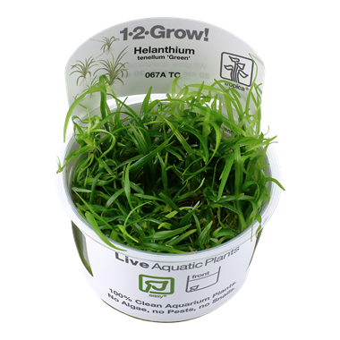 Tropica Helanthium tenellum Green 1-2-Grow
