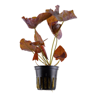 Tropica Nymphaea lotus