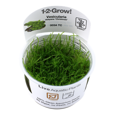 Tropica montagnei "Christmas Moss" 1-2-Grow