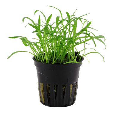 Tropica Lilaeopsis brasiliensis