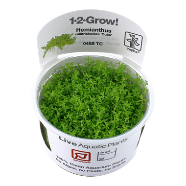 Tropica Micranthemum callitrichoides Cuba 1-2-Grow