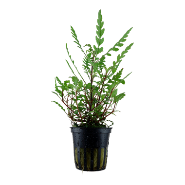 Tropica Hygrophila pinnatifida