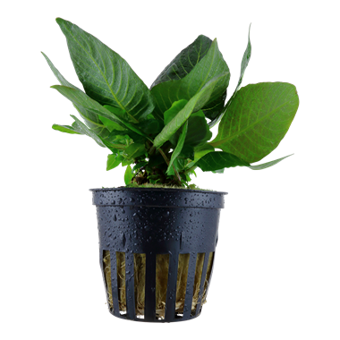 Tropica Hygrophila 'Compact'