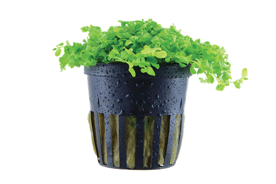 Tropica Micranthème Monte Carlo