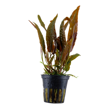 Tropica Cryptocoryne usteriana - Potted