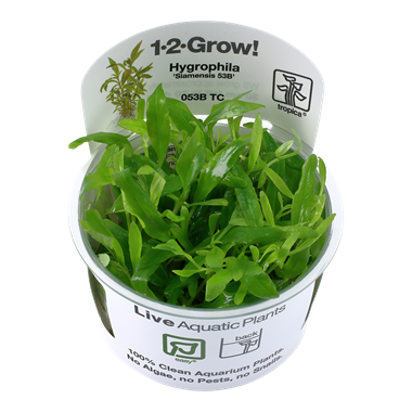Tropica Hygrophila siamensis 53B 1-2-Grow