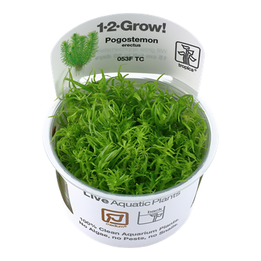 Tropica Pogostemon erectus 1-2-Grow