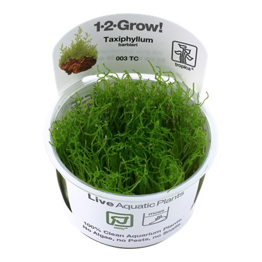 Tropica Taxiphyllum barbieri ‘Bogor Moss’ 1-2-Grow