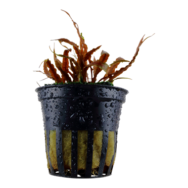 Tropica Cryptocoryne albida Brown