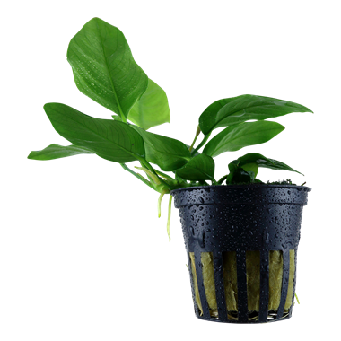 Tropica Anubias barteri var. grand-mère