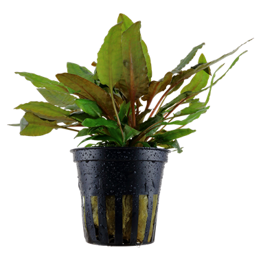 Tropica Cryptocoryne wendtii Tropica