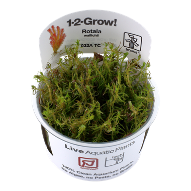 Tropica Rotala wallichii -1-2-Grow