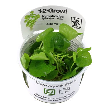 Tropica Nymphoides hydrophylla Taiwan 1-2-Grow