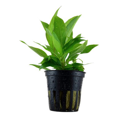 Tropica Hygrophila 'Siamensis'