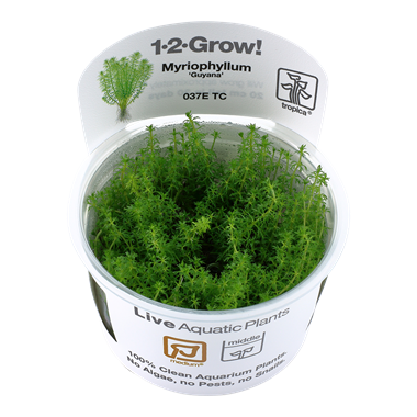 Tropica Myriophyllum Guyana 1-2-Grow