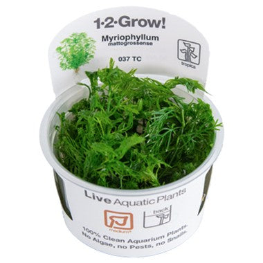 Tropica Myriophyllum mattogrossense 1-2-Grow