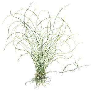 Tropica Eleocharis parvula 1-2-Grow