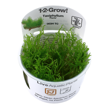 Tropica Taxiphyllum Flame 1-2-Grow