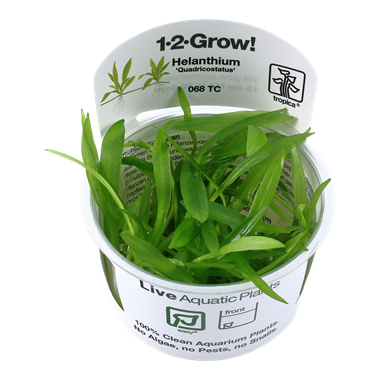 Tropica Helanthium Quadricostatus 1-2-Grow
